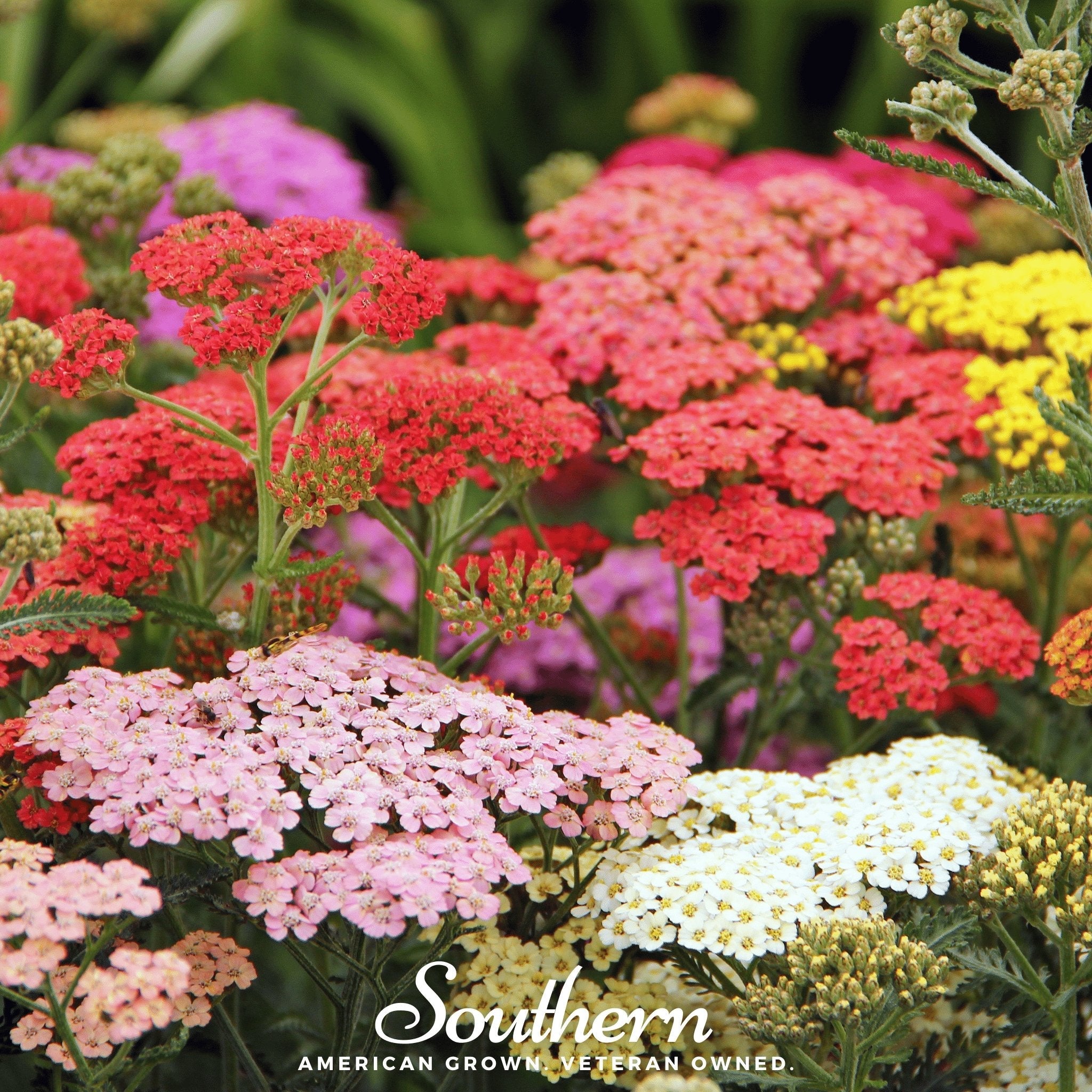 Yarrow, Summer Berries Mix (Achillea millefolium) - 50 Seeds seed packet from Seed Therapy – American - grown, heirloom seeds