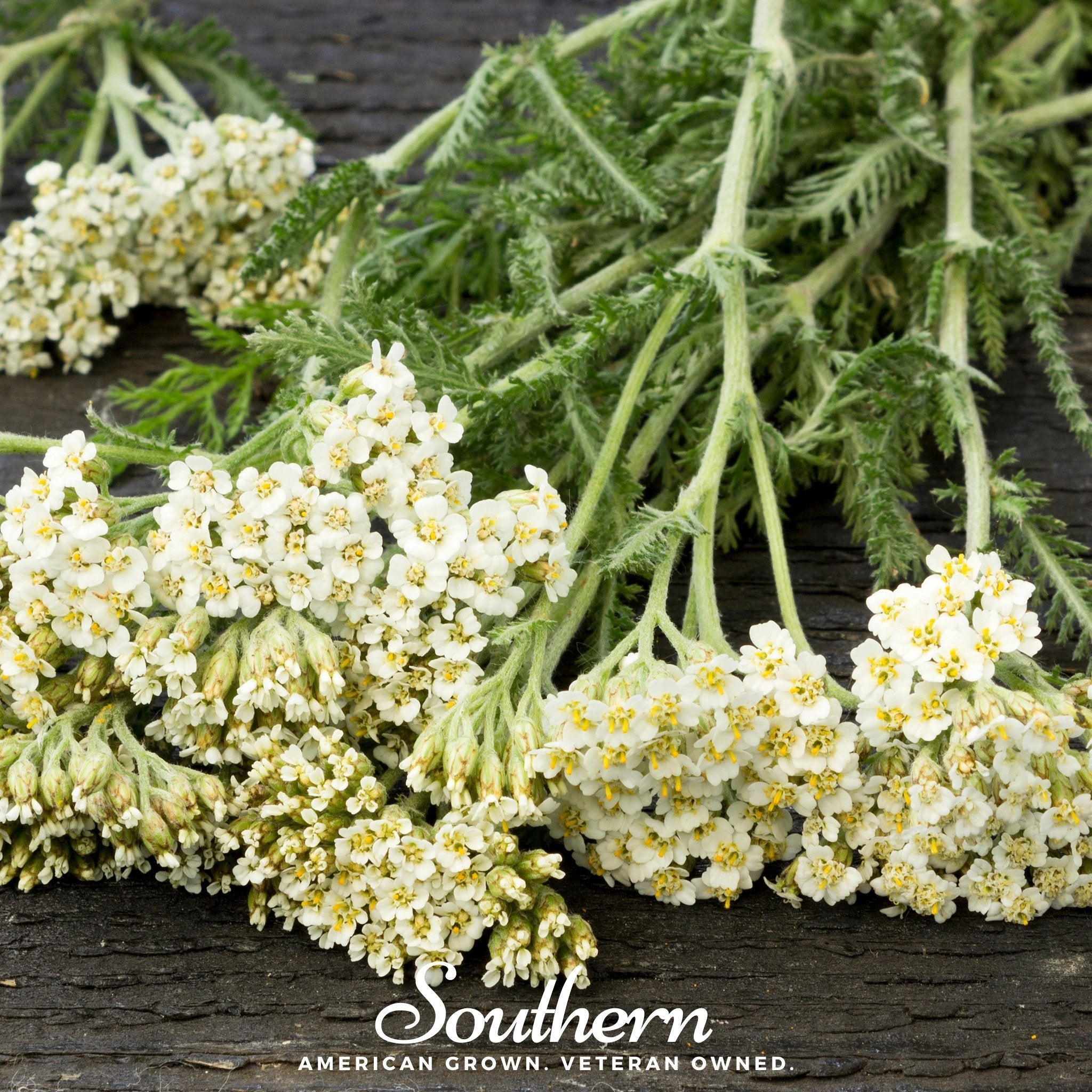 Yarrow, White (Achillea millefolium) - 100 Seeds seed packet from Seed Therapy – American - grown, heirloom seeds
