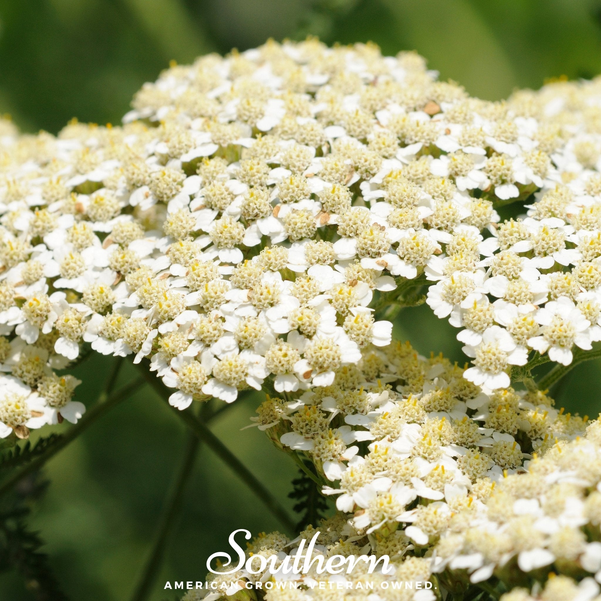 Yarrow, White (Achillea millefolium) - 100 Seeds seed packet from Seed Therapy – American - grown, heirloom seeds