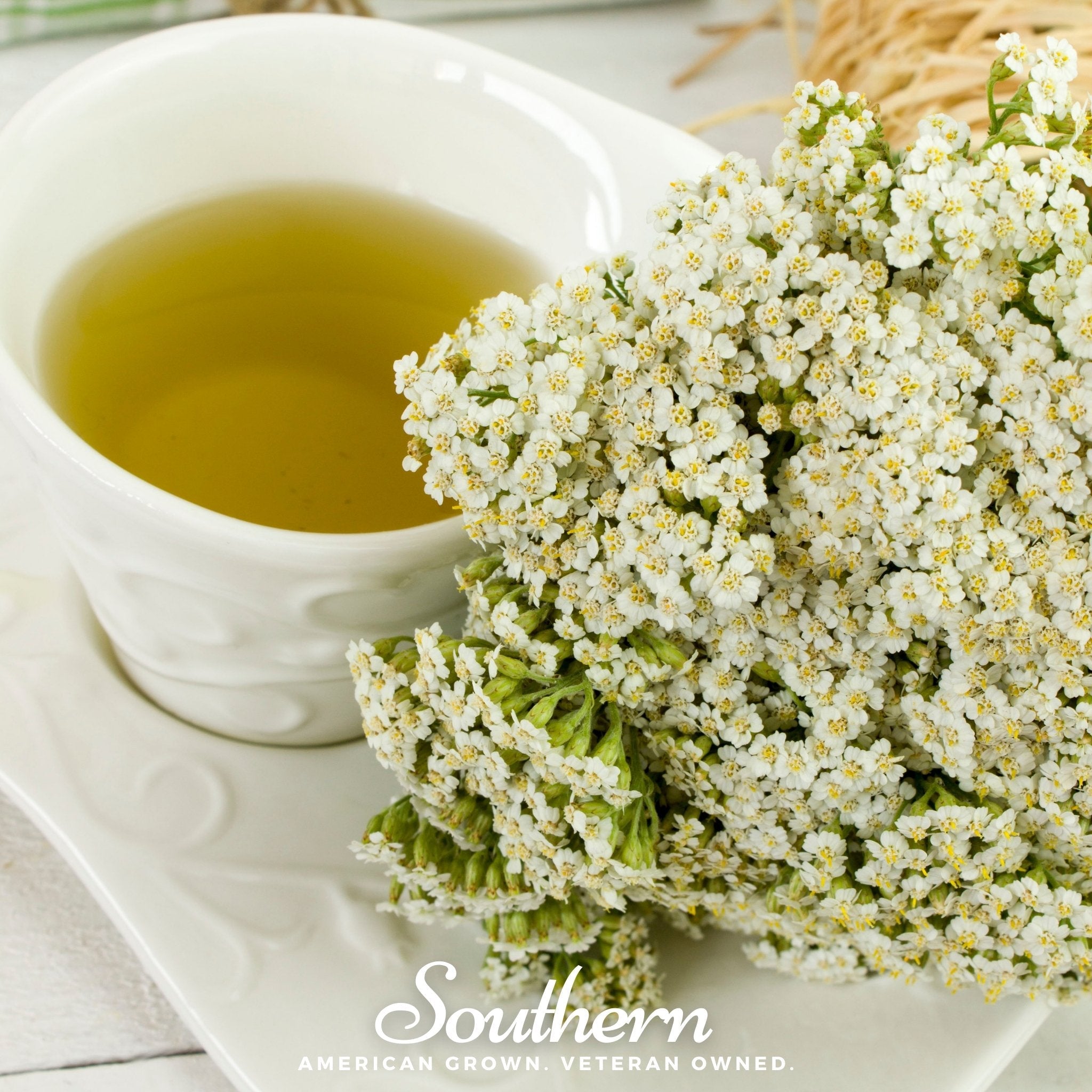 Yarrow, White (Achillea millefolium) - 100 Seeds seed packet from Seed Therapy – American - grown, heirloom seeds