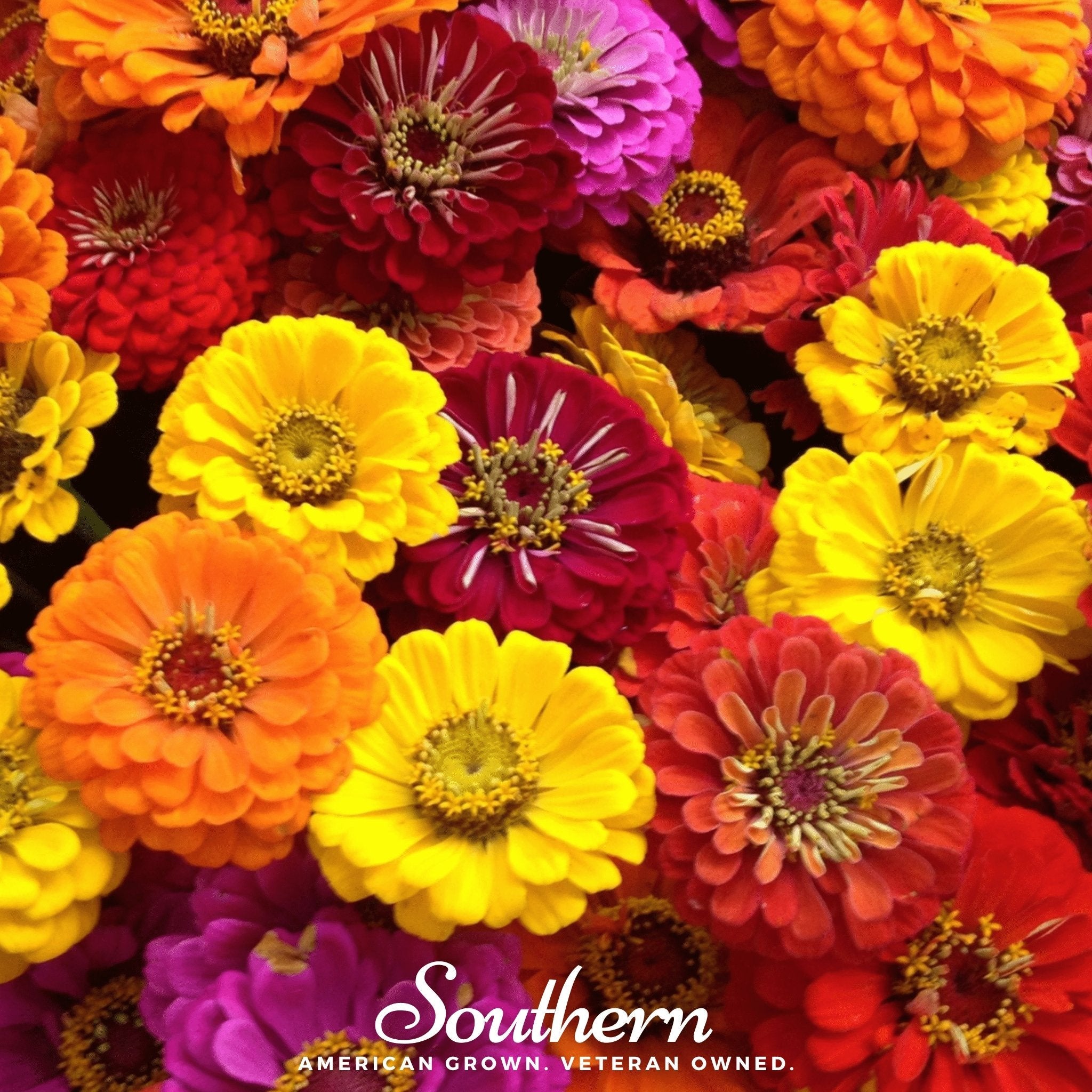 Zinnia, California Giants (Zinnia elegans) - 100 seeds seed packet from Seed Therapy – American - grown, heirloom seeds