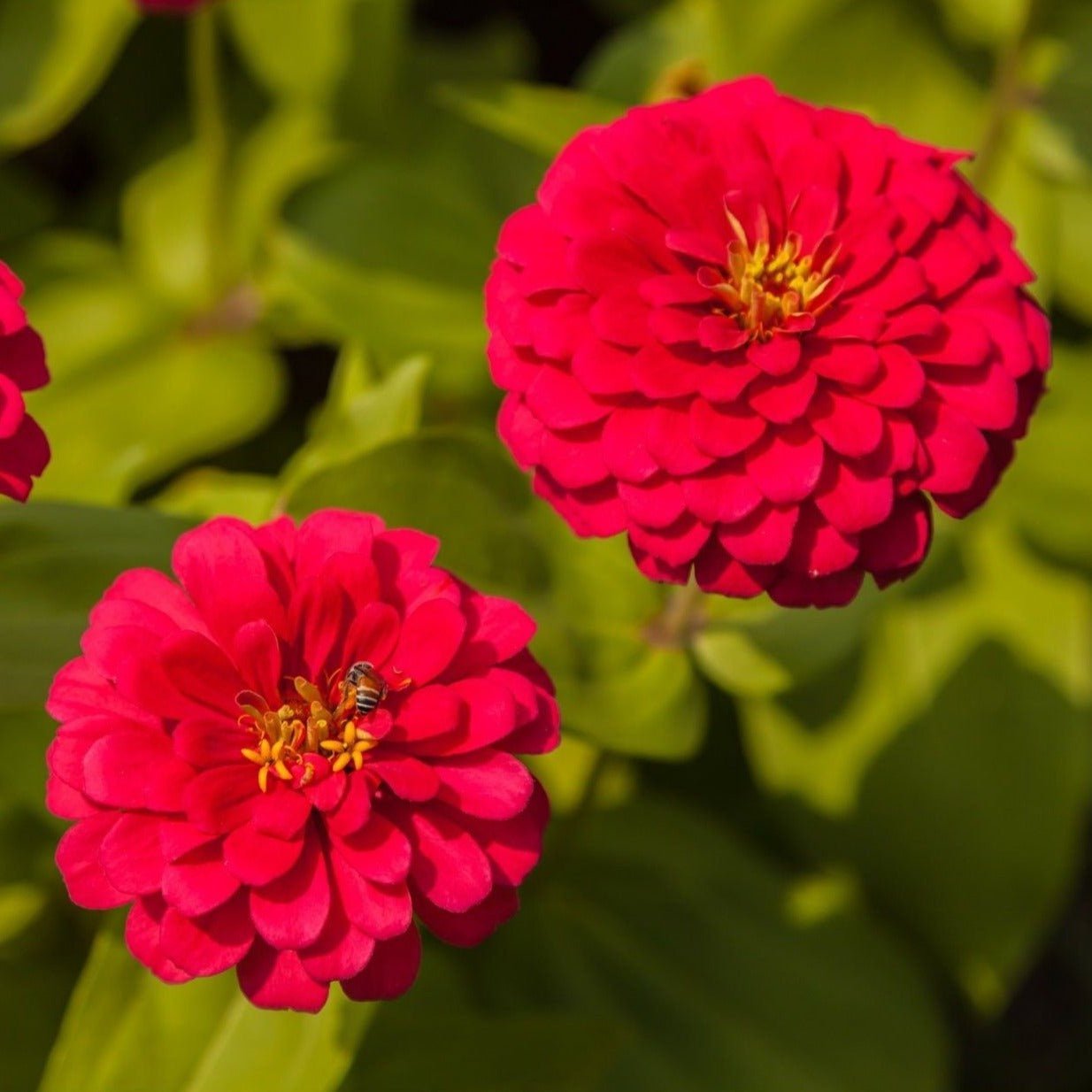 Zinnia, Cherry Queen (Zinnia elegans) - 100 Seeds seed packet from Seed Therapy – American - grown, heirloom seeds