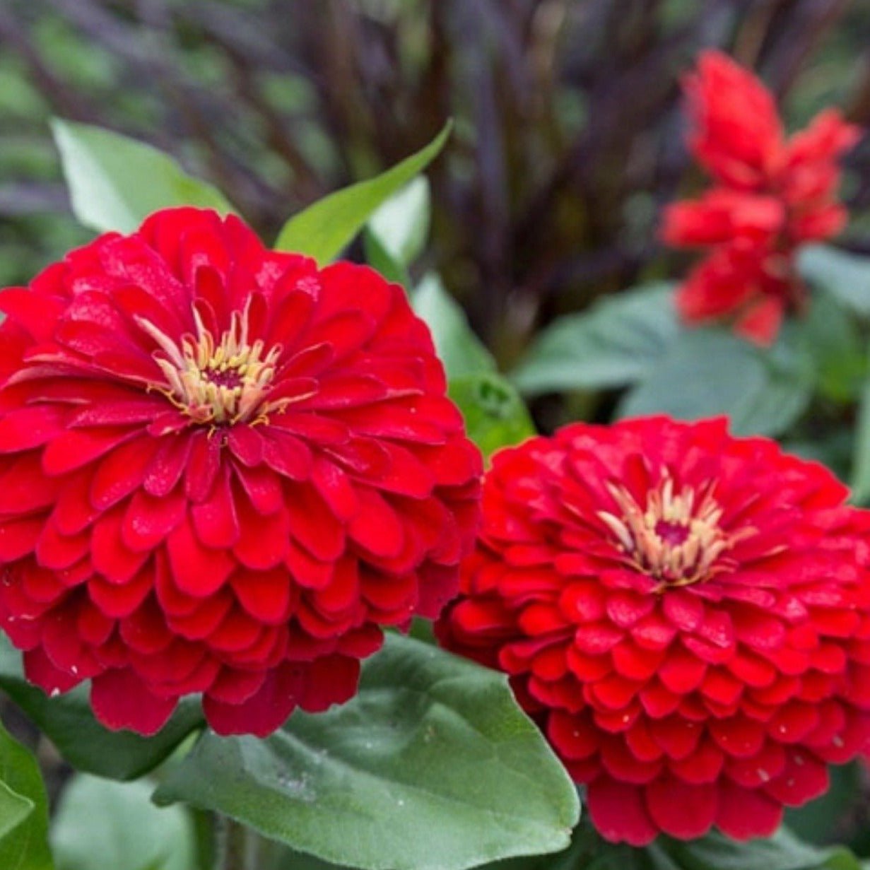 Zinnia, Cherry Queen (Zinnia elegans) - 100 Seeds seed packet from Seed Therapy – American - grown, heirloom seeds