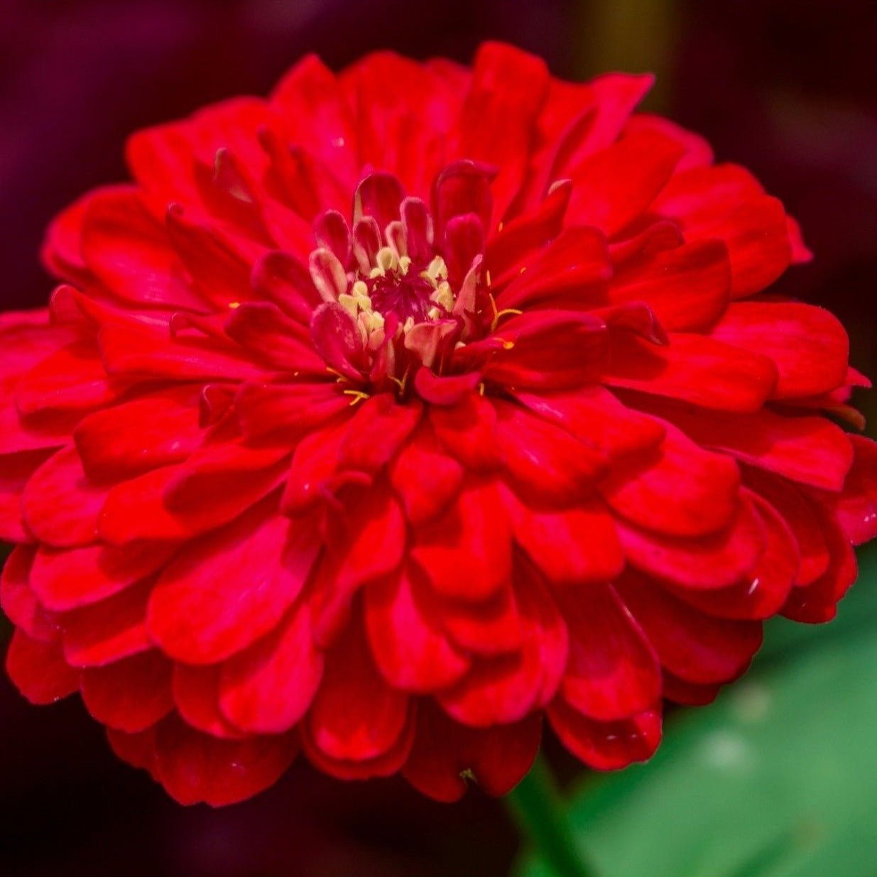 Zinnia, Cherry Queen (Zinnia elegans) - 100 Seeds seed packet from Seed Therapy – American - grown, heirloom seeds
