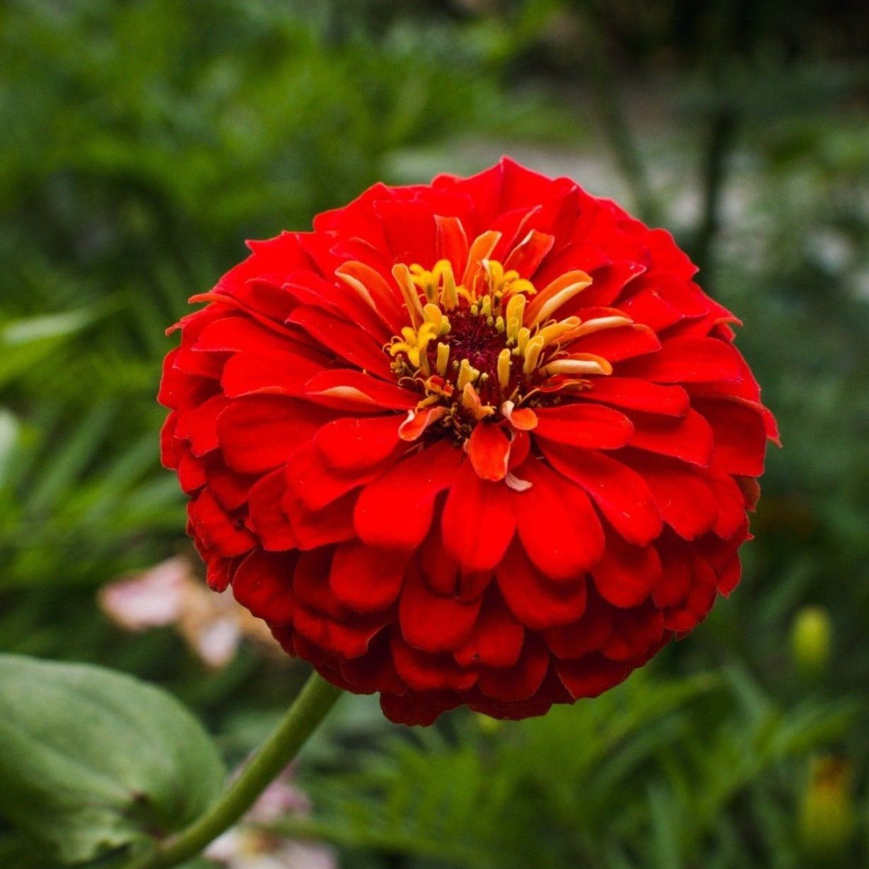 Zinnia, Cherry Queen (Zinnia elegans) - 100 Seeds seed packet from Seed Therapy – American - grown, heirloom seeds
