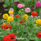 Zinnia, Lilliput (Zinnia elegans) - 100 seeds seed packet from Seed Therapy – American - grown, heirloom seeds