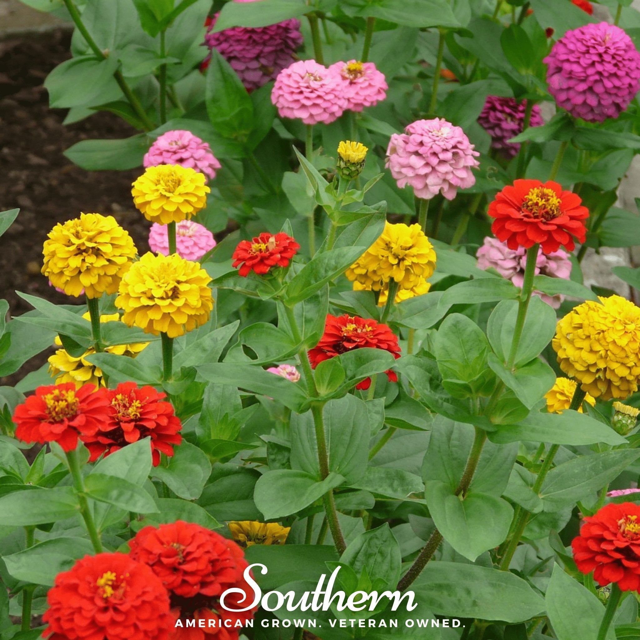 Zinnia, Lilliput (Zinnia elegans) - 100 seeds seed packet from Seed Therapy – American - grown, heirloom seeds