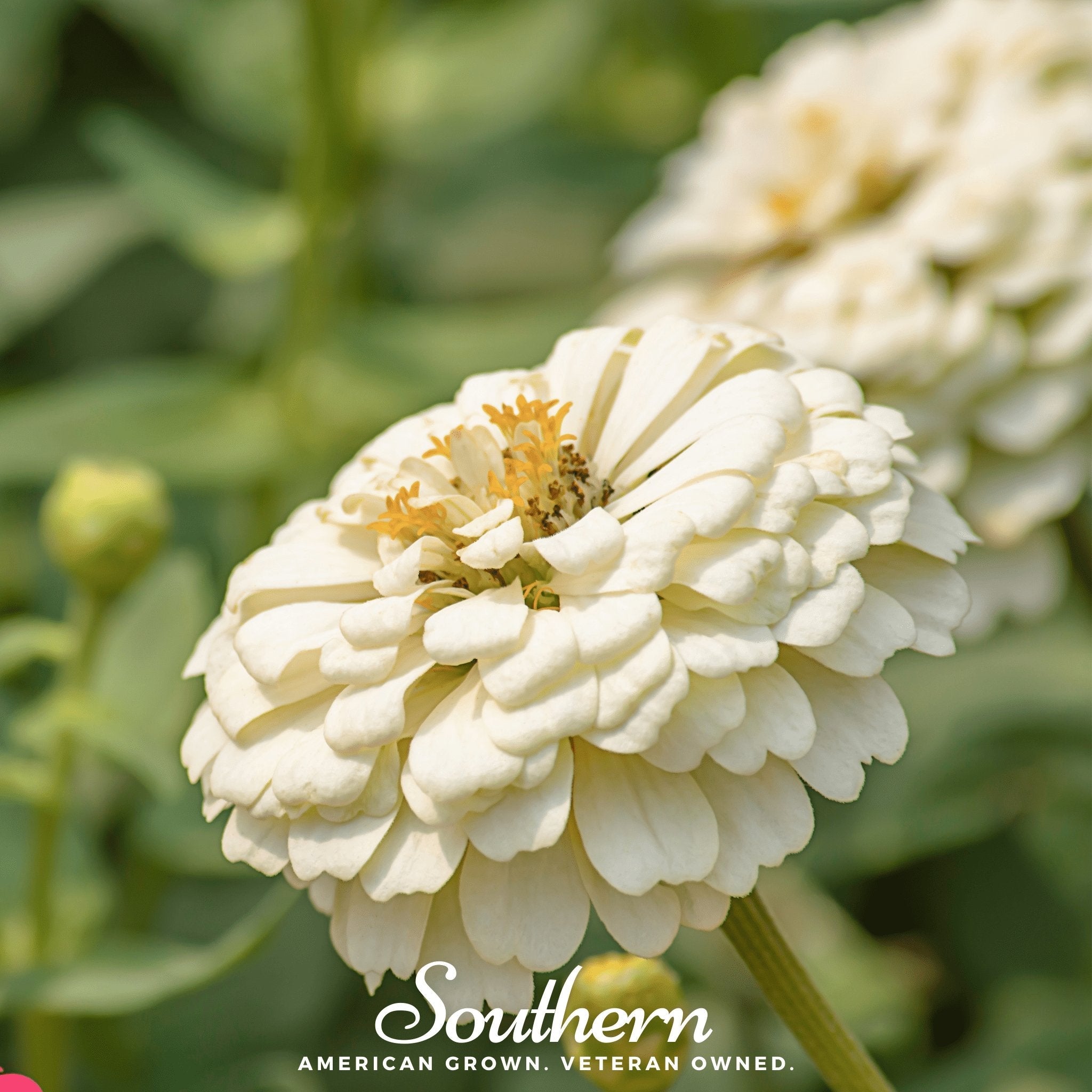 Zinnia, Polar Bear (Zinnia elegans) - 100 Seeds seed packet from Seed Therapy – American - grown, heirloom seeds