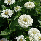 Zinnia, Polar Bear (Zinnia elegans) - 100 Seeds seed packet from Seed Therapy – American - grown, heirloom seeds