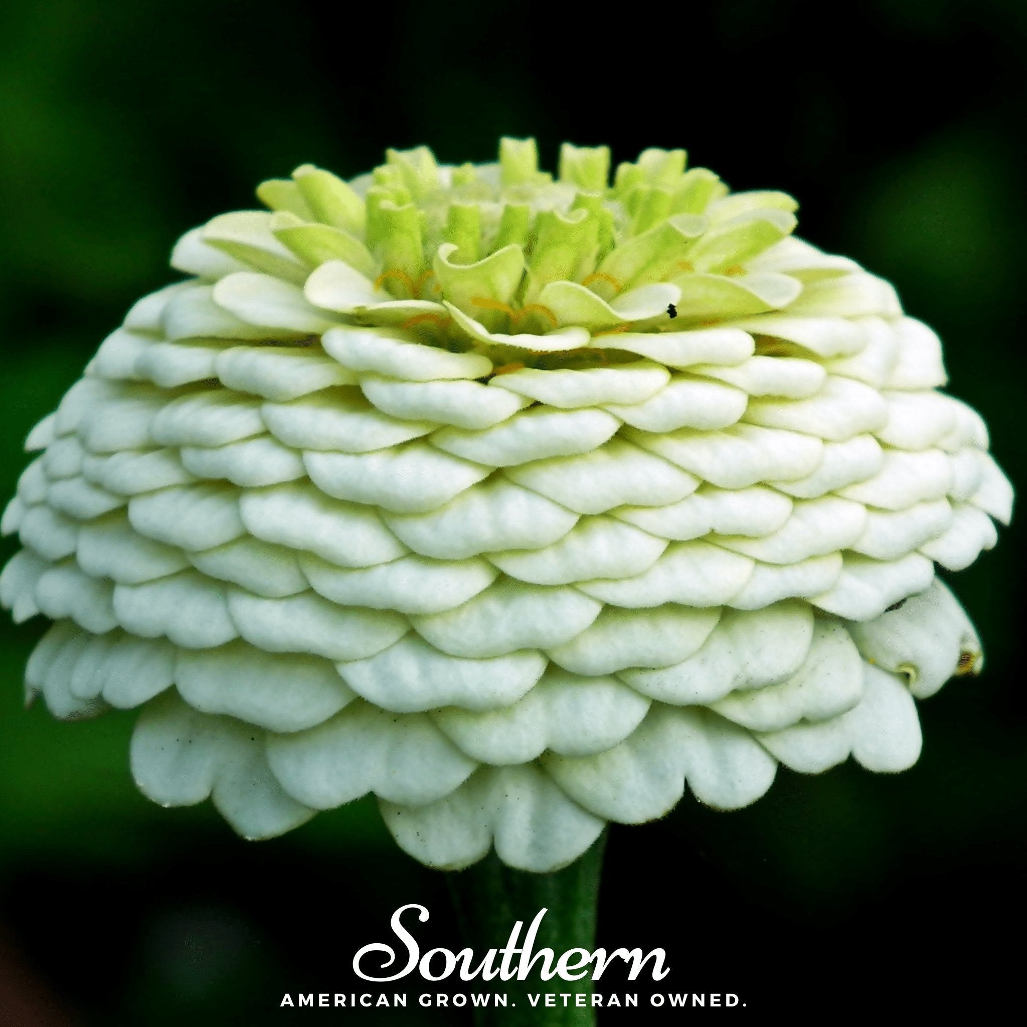 Zinnia, Polar Bear (Zinnia elegans) - 100 Seeds seed packet from Seed Therapy – American - grown, heirloom seeds