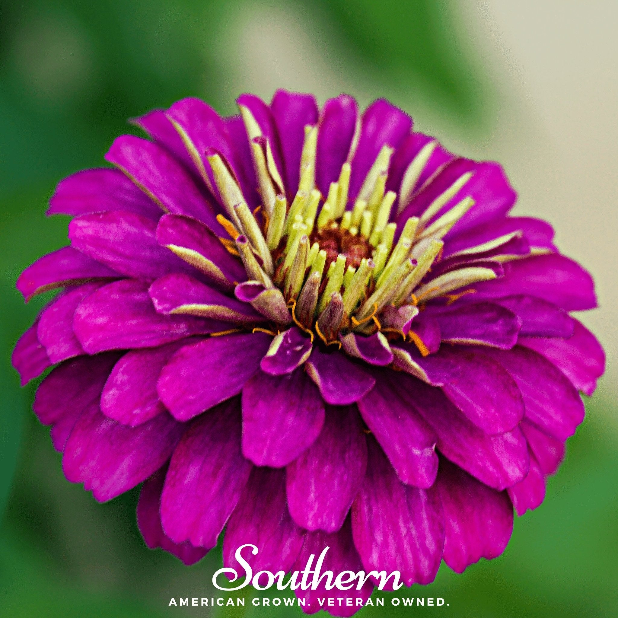 Zinnia, Purple Prince (Zinnia elegans) - 100 Seeds seed packet from Seed Therapy – American - grown, heirloom seeds