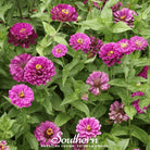 Zinnia, Purple Prince (Zinnia elegans) - 100 Seeds seed packet from Seed Therapy – American - grown, heirloom seeds