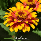 Zinnia, Sombrero (Zinnia elegans) - 50 Seeds seed packet from Seed Therapy – American - grown, heirloom seeds