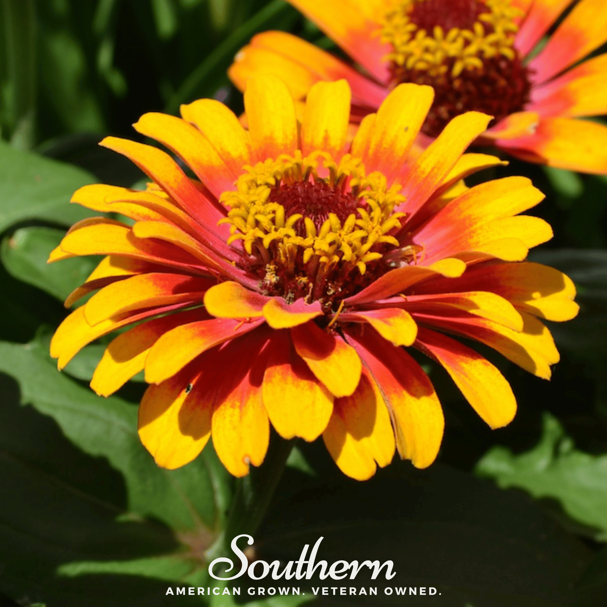 Zinnia, Sombrero (Zinnia elegans) - 50 Seeds seed packet from Seed Therapy – American - grown, heirloom seeds
