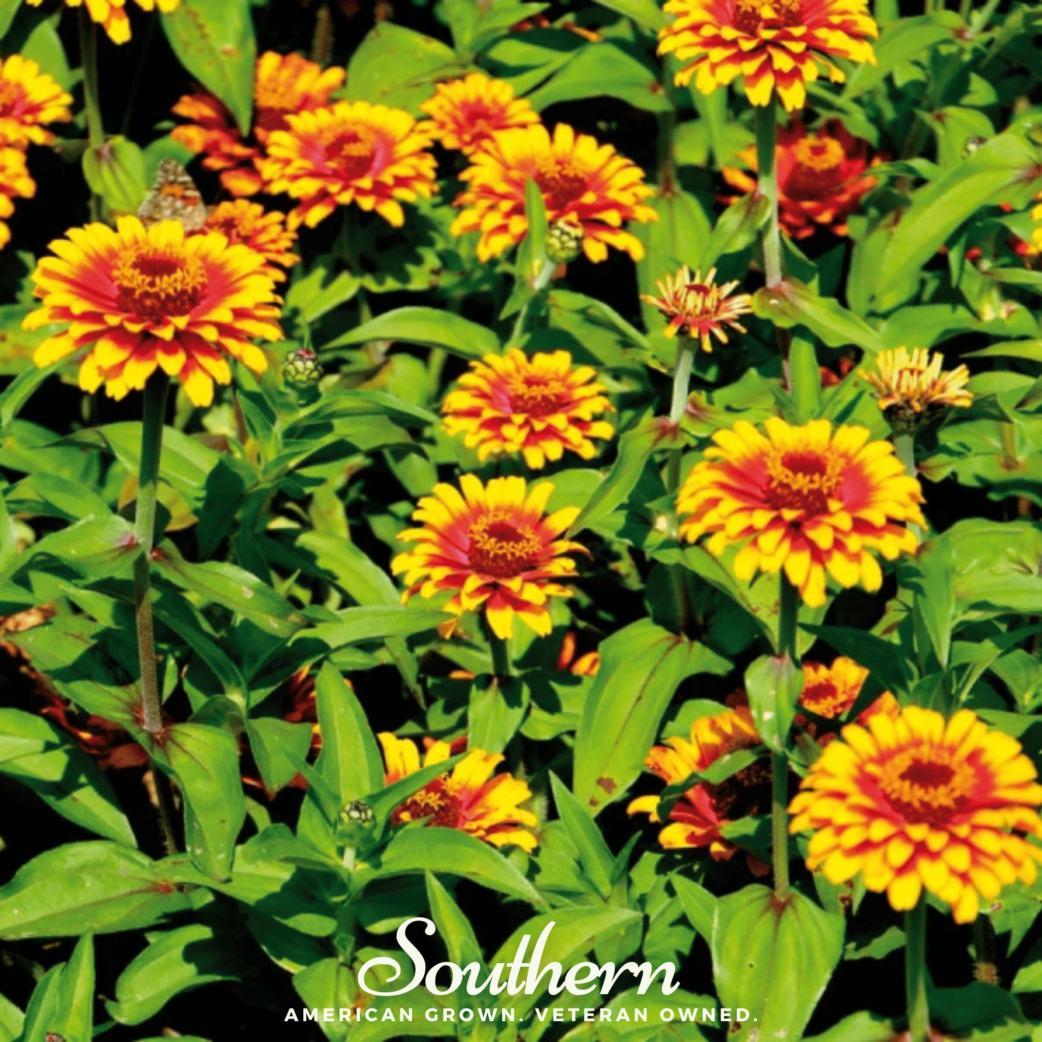 Zinnia, Sombrero (Zinnia elegans) - 50 Seeds seed packet from Seed Therapy – American - grown, heirloom seeds