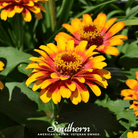 Zinnia, Sombrero (Zinnia elegans) - 50 Seeds seed packet from Seed Therapy – American - grown, heirloom seeds