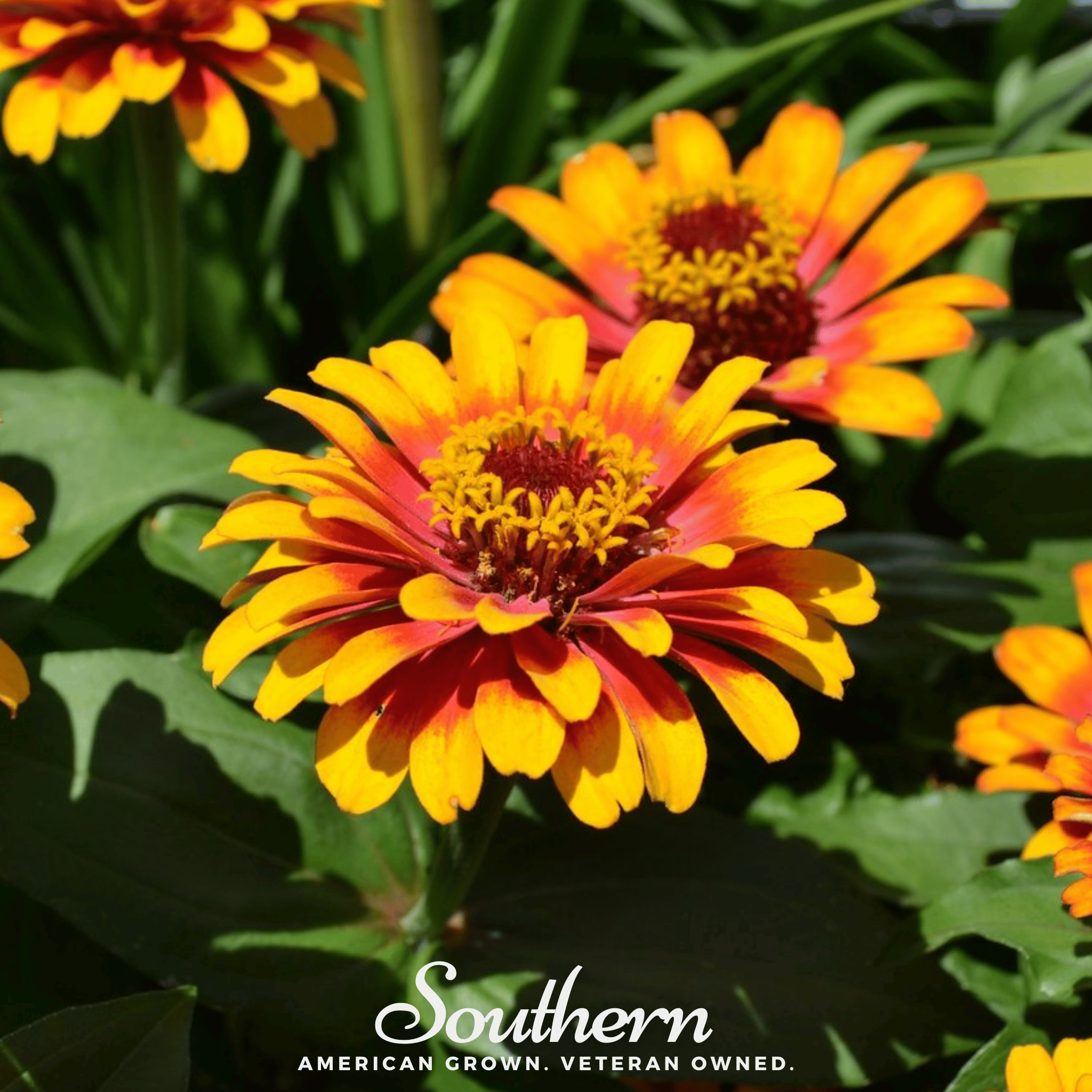 Zinnia, Sombrero (Zinnia elegans) - 50 Seeds seed packet from Seed Therapy – American - grown, heirloom seeds