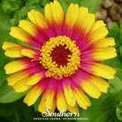 Zinnia, Sombrero (Zinnia elegans) - 50 Seeds seed packet from Seed Therapy – American - grown, heirloom seeds