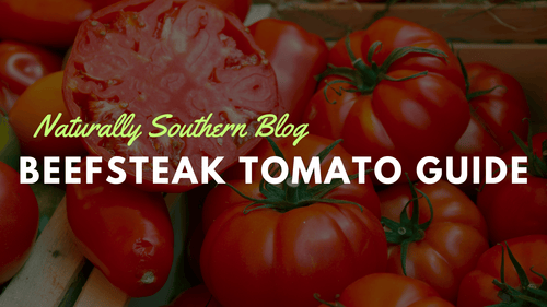 Beefsteak Tomato Guide: From Seed to Harvest - Southern Seeds