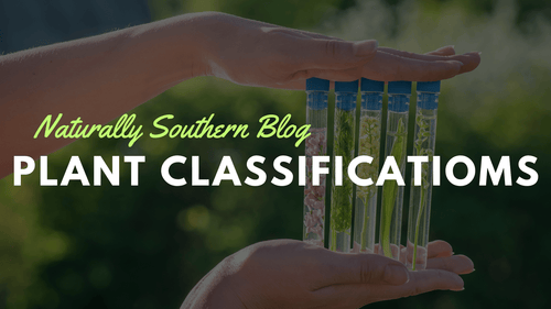 Decoding Botany: Making Sense of Plant Classification - Southern Seeds