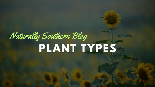 Decoding Garden Jargon: Annuals, Perennials, and Biennials - Southern Seeds