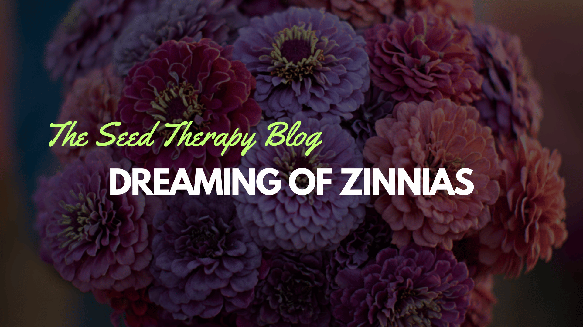 The Zinnia Mixes That Changed Everything - Southern Seeds