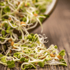 3 Part Sprout Mix – 1,000 Seeds seed packet from Seed Therapy – American - grown, heirloom seeds