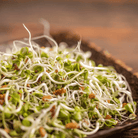 5 Part Salad Mix Sprout – 1,000 Seeds seed packet from Seed Therapy – American - grown, heirloom seeds