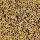 5 Part Salad Mix Sprout – 1,000 Seeds seed packet from Seed Therapy – American - grown, heirloom seeds