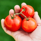 Ace 55 Tomato – 50 Seeds seed packet from Seed Therapy – American - grown, heirloom seeds