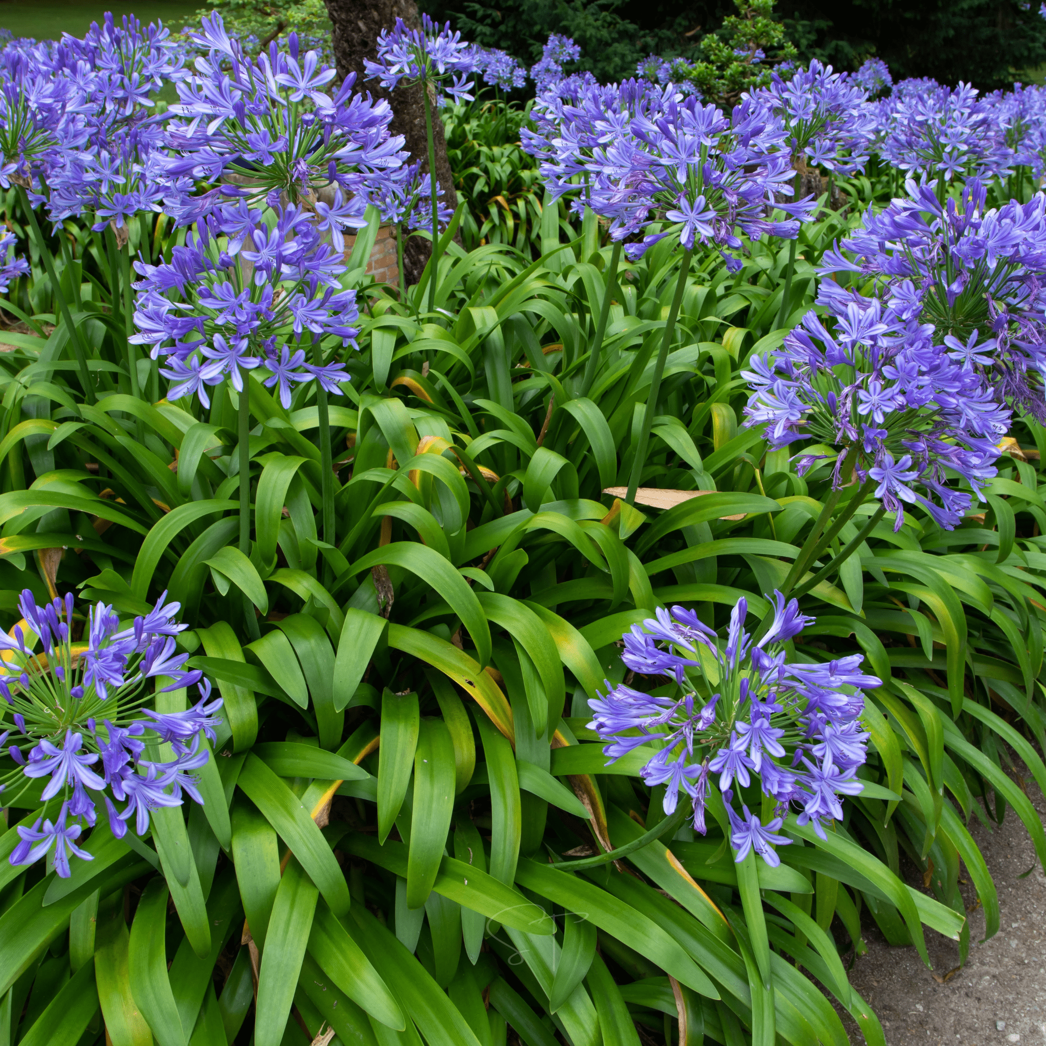 African Lily – 25 Seeds seed packet from Seed Therapy – American - grown, heirloom seeds