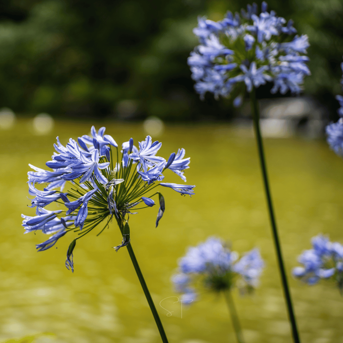 Lily, African (Agapanthus praecox) - 25 Seeds - Seed Therapy – Southern ...