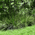 African Lily – 25 Seeds seed packet from Seed Therapy – American - grown, heirloom seeds