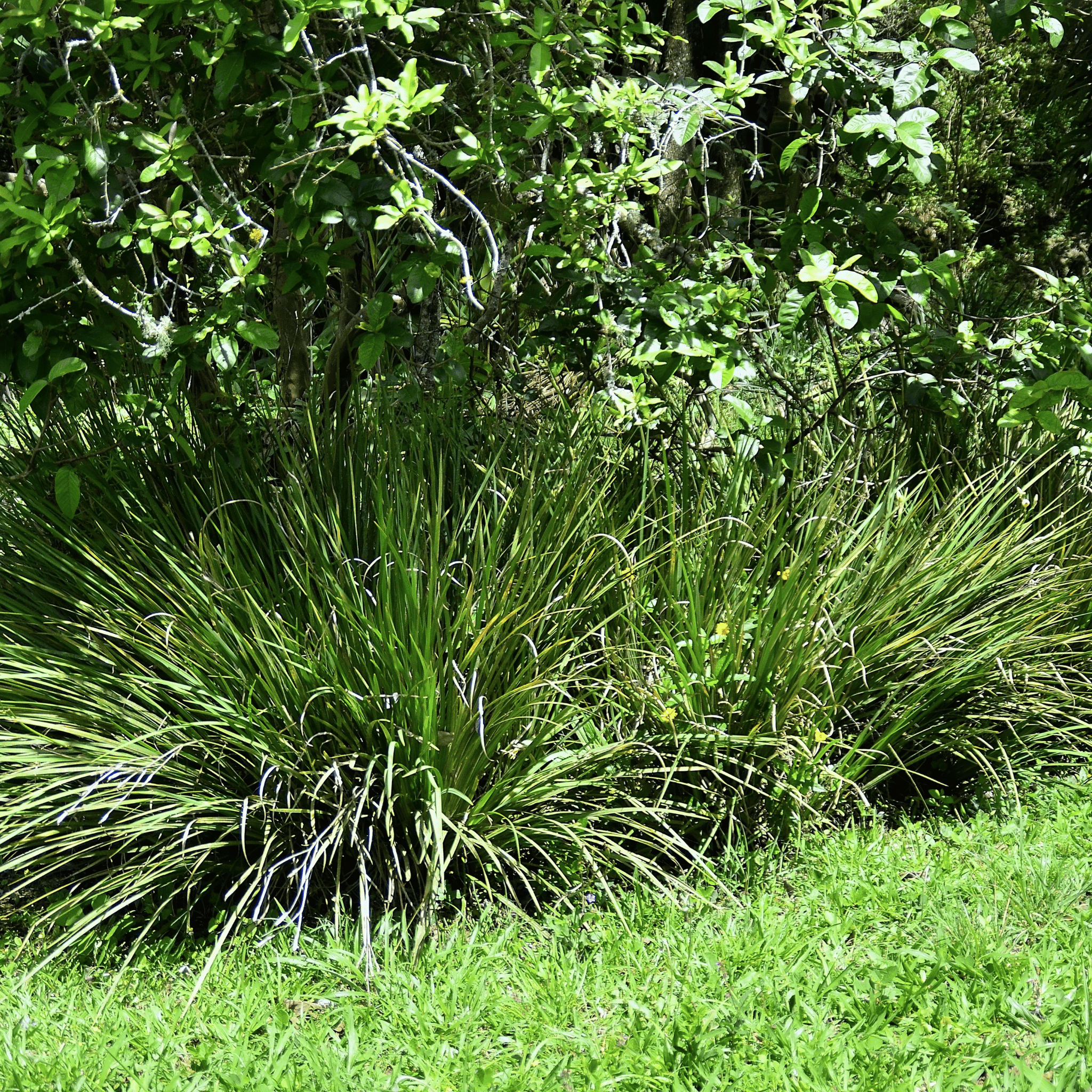 African Lily – 25 Seeds seed packet from Seed Therapy – American - grown, heirloom seeds