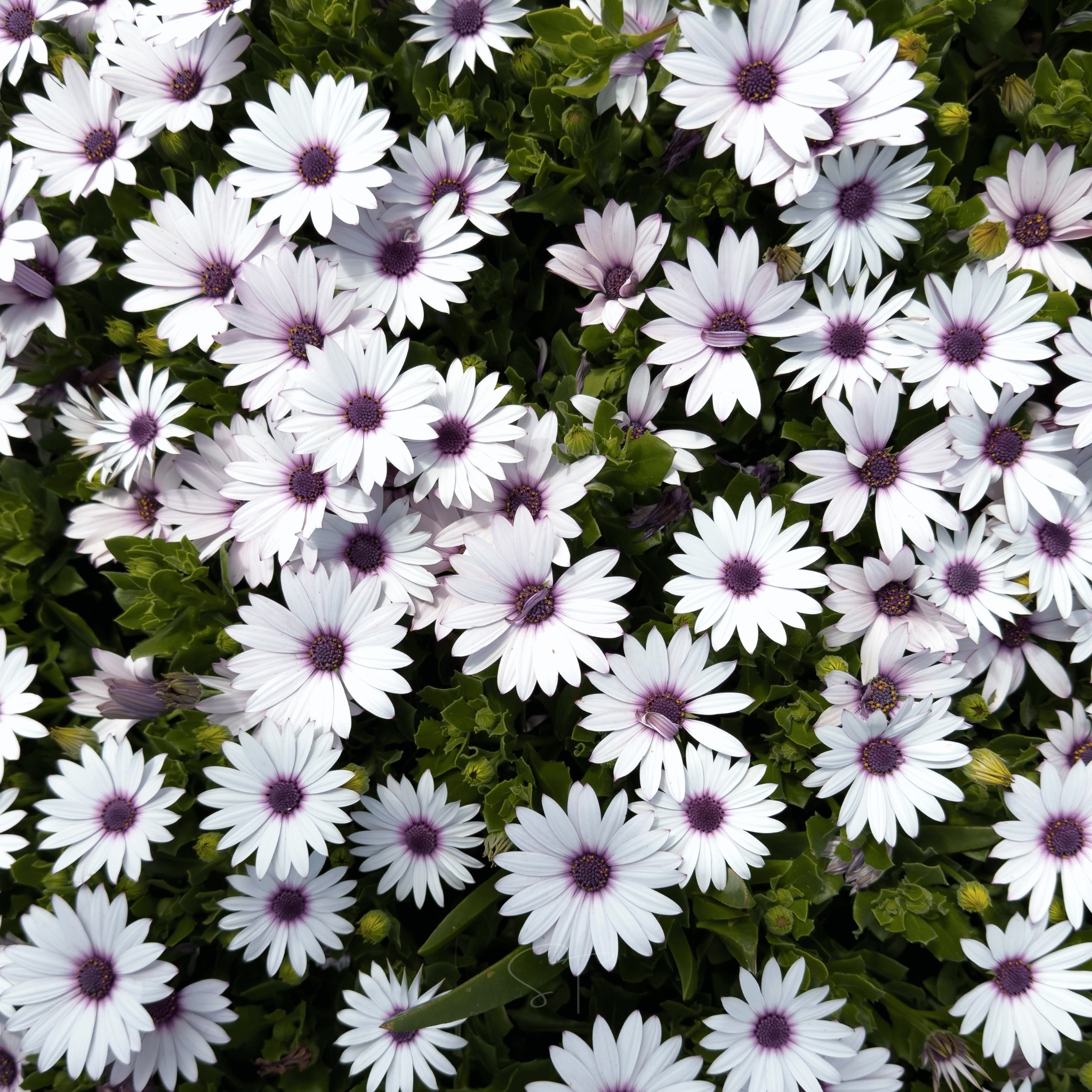 African White Daisy – 25 Seeds seed packet from Seed Therapy – American - grown, heirloom seeds