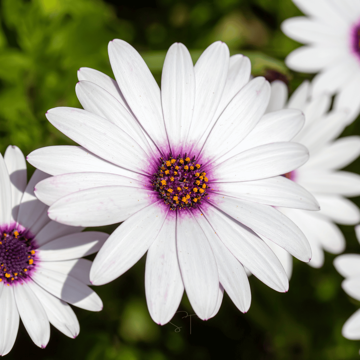Dimorphotheca Seeds Collection Daisy, African White (Dimorphotheca Sinuata) - 25 Seeds - Seed Therapy ...