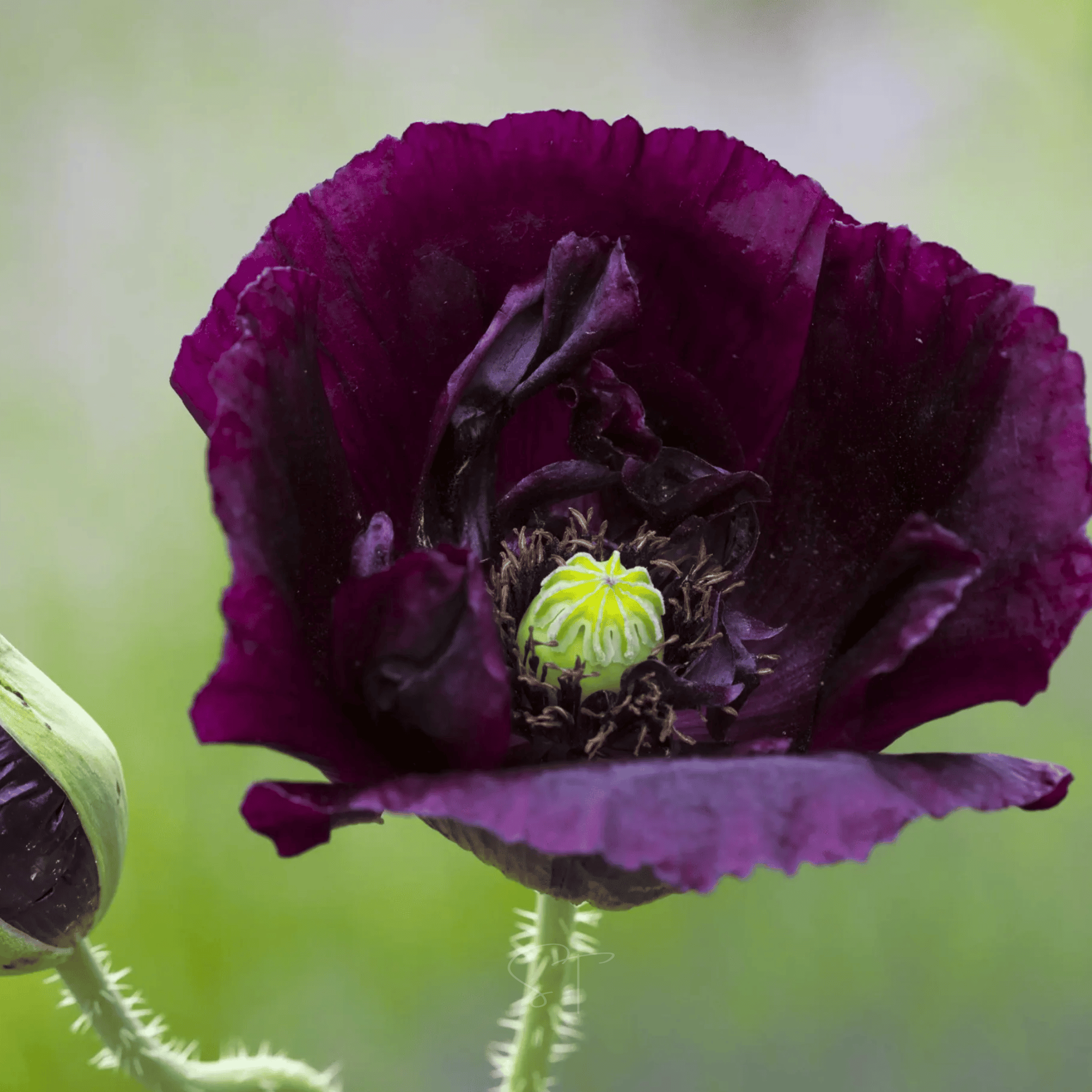 black poppy flower seeds After Midnight Poppy – 100 Seeds