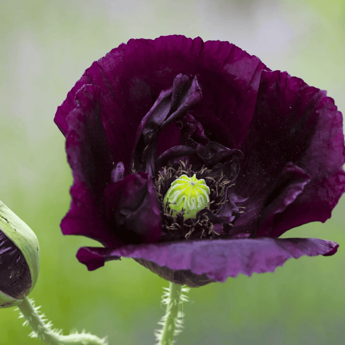 Poppy, After Midnight (Papaver somniferum) - 100 Seeds - Seed Therapy ...