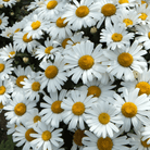 Alaska Shasta Daisy – 100 Seeds seed packet from Seed Therapy – American - grown, heirloom seeds