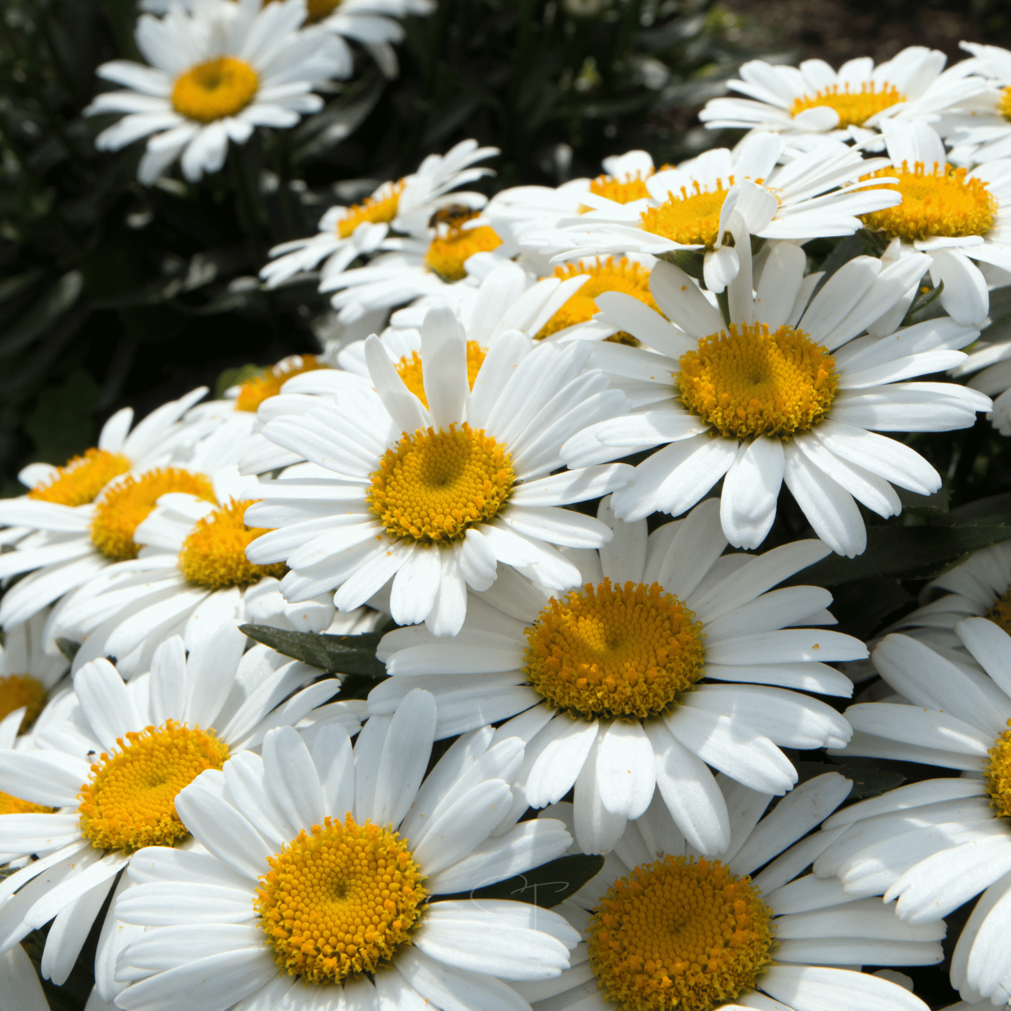 planting shasta daisy seeds indoors Alaska Shasta Daisy – 100 Seeds
