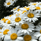 Alaska Shasta Daisy – 100 Seeds seed packet from Seed Therapy – American - grown, heirloom seeds