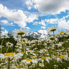 Alaska Shasta Daisy – 100 Seeds seed packet from Seed Therapy – American - grown, heirloom seeds