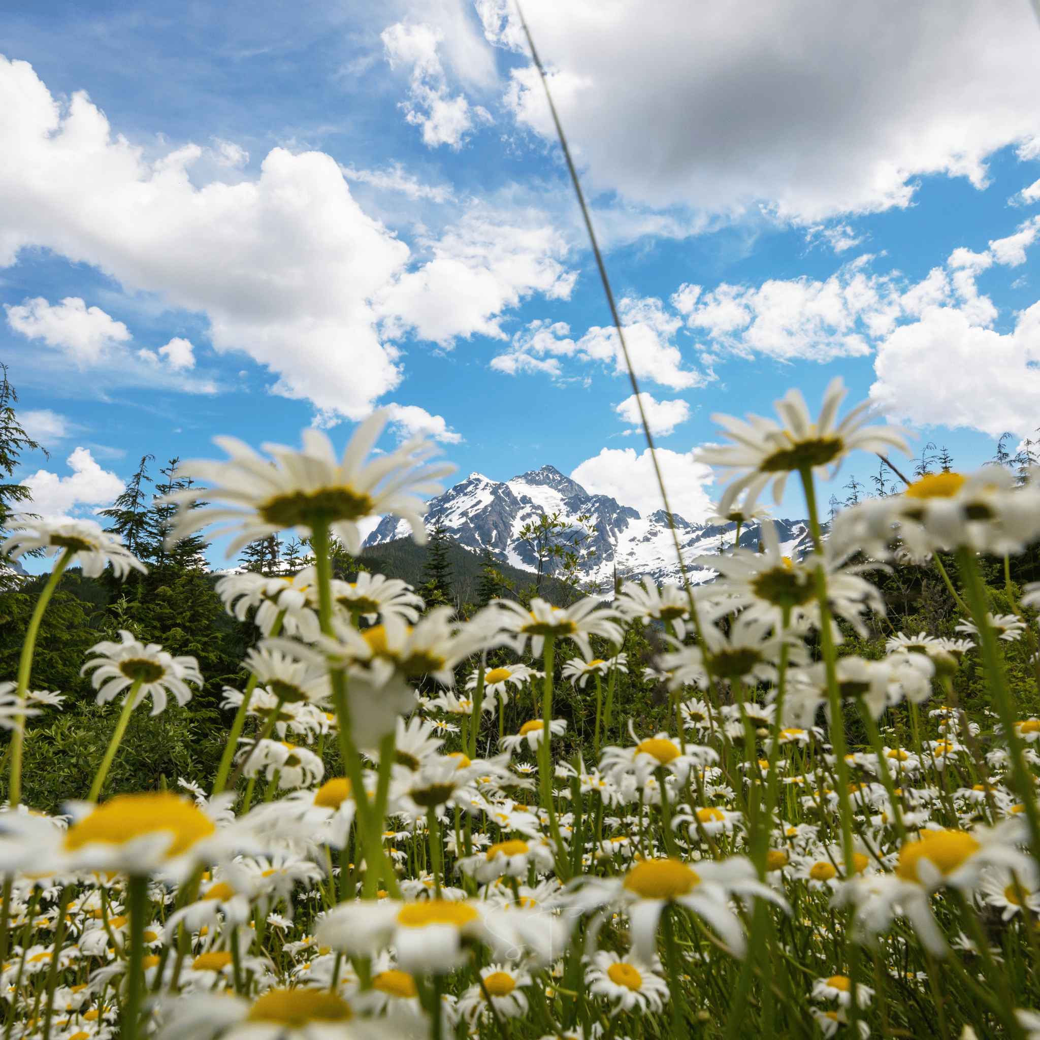 Alaska Shasta Daisy – 100 Seeds seed packet from Seed Therapy – American - grown, heirloom seeds