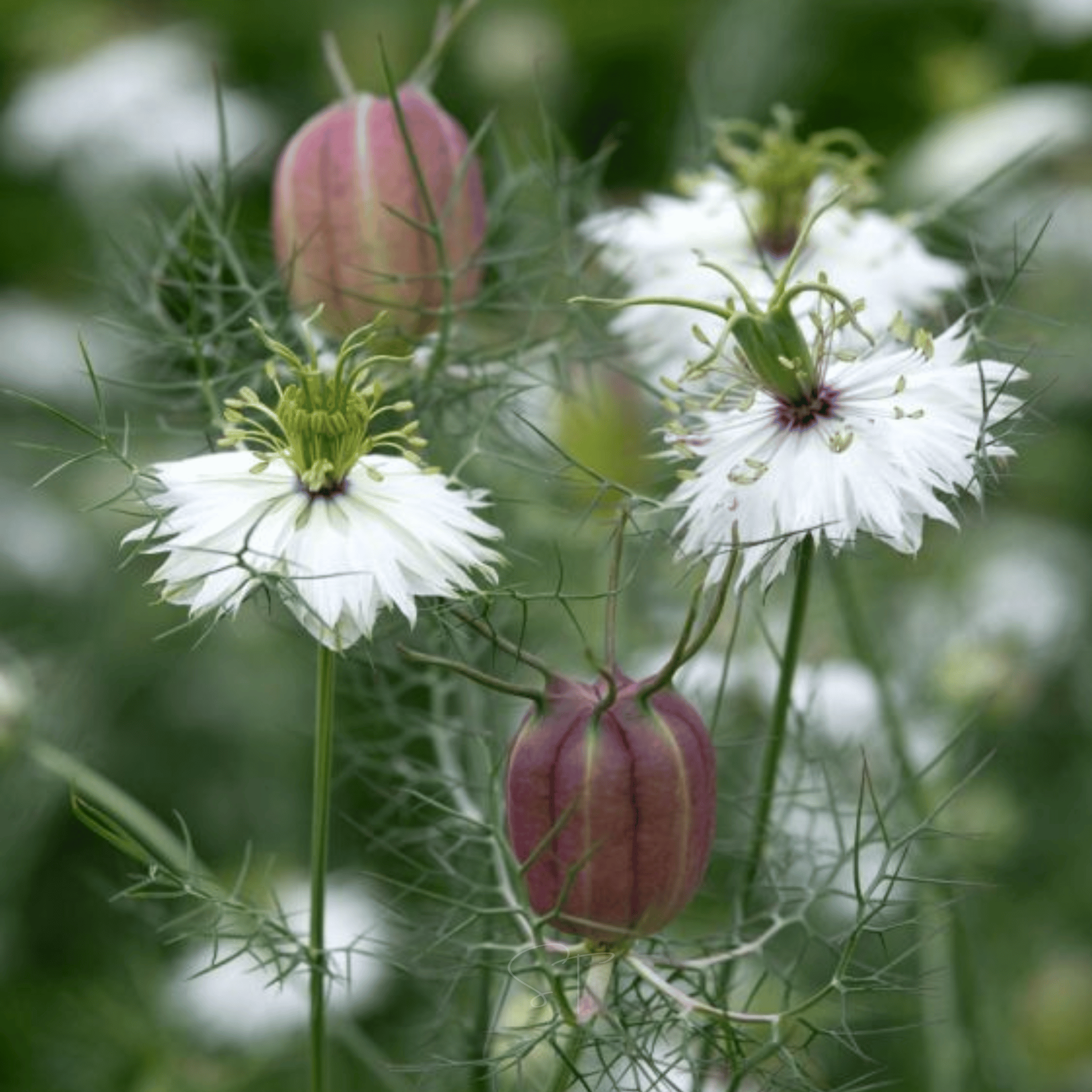 nightingale plant seeds Albion Black Pods Love in a Mist – 100 Seeds
