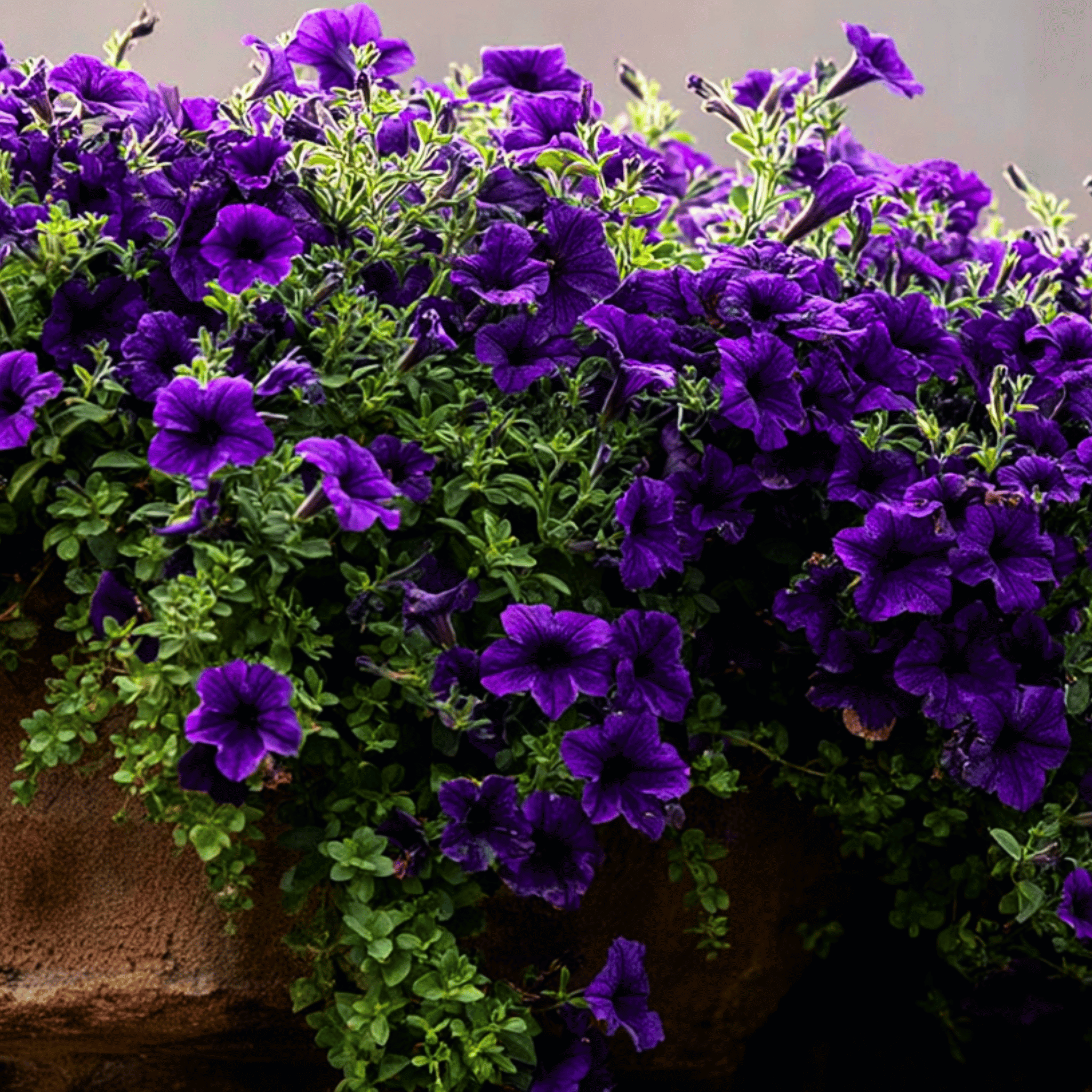Alderman Blue Petunia – 100 Seeds seed packet from Seed Therapy – American - grown, heirloom seeds