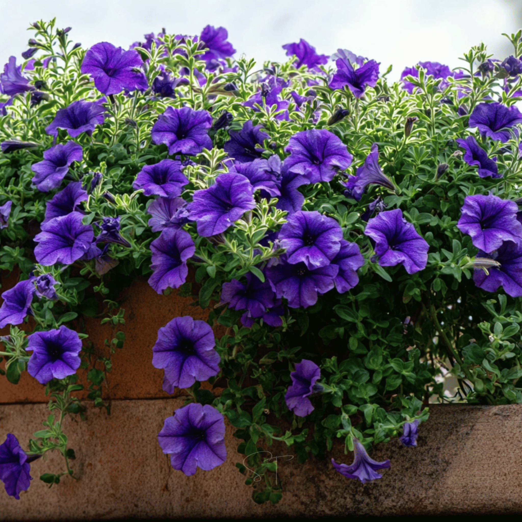 Alderman Blue Petunia – 100 Seeds seed packet from Seed Therapy – American - grown, heirloom seeds