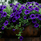 Alderman Blue Petunia – 100 Seeds seed packet from Seed Therapy – American - grown, heirloom seeds