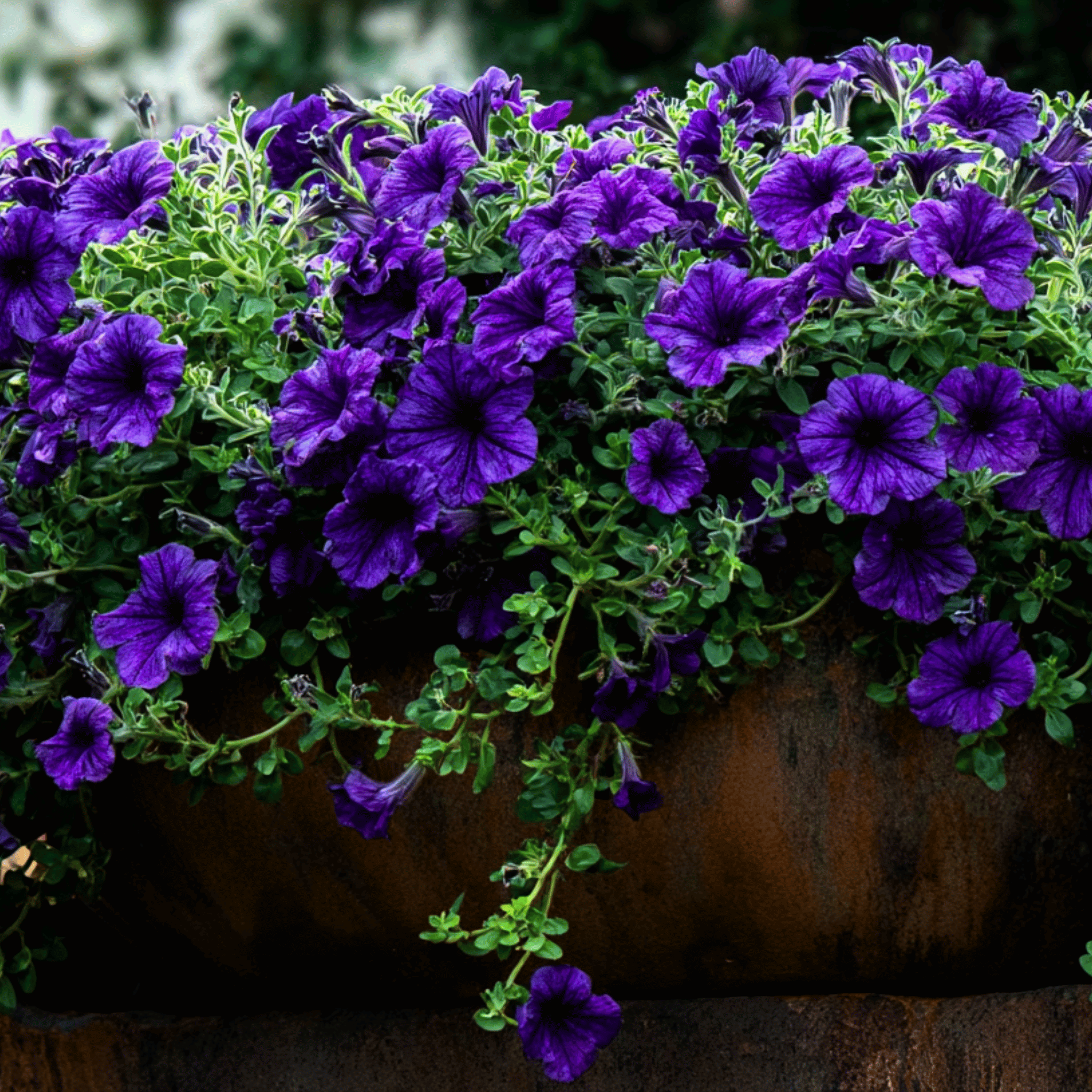 Alderman Blue Petunia – 100 Seeds seed packet from Seed Therapy – American - grown, heirloom seeds