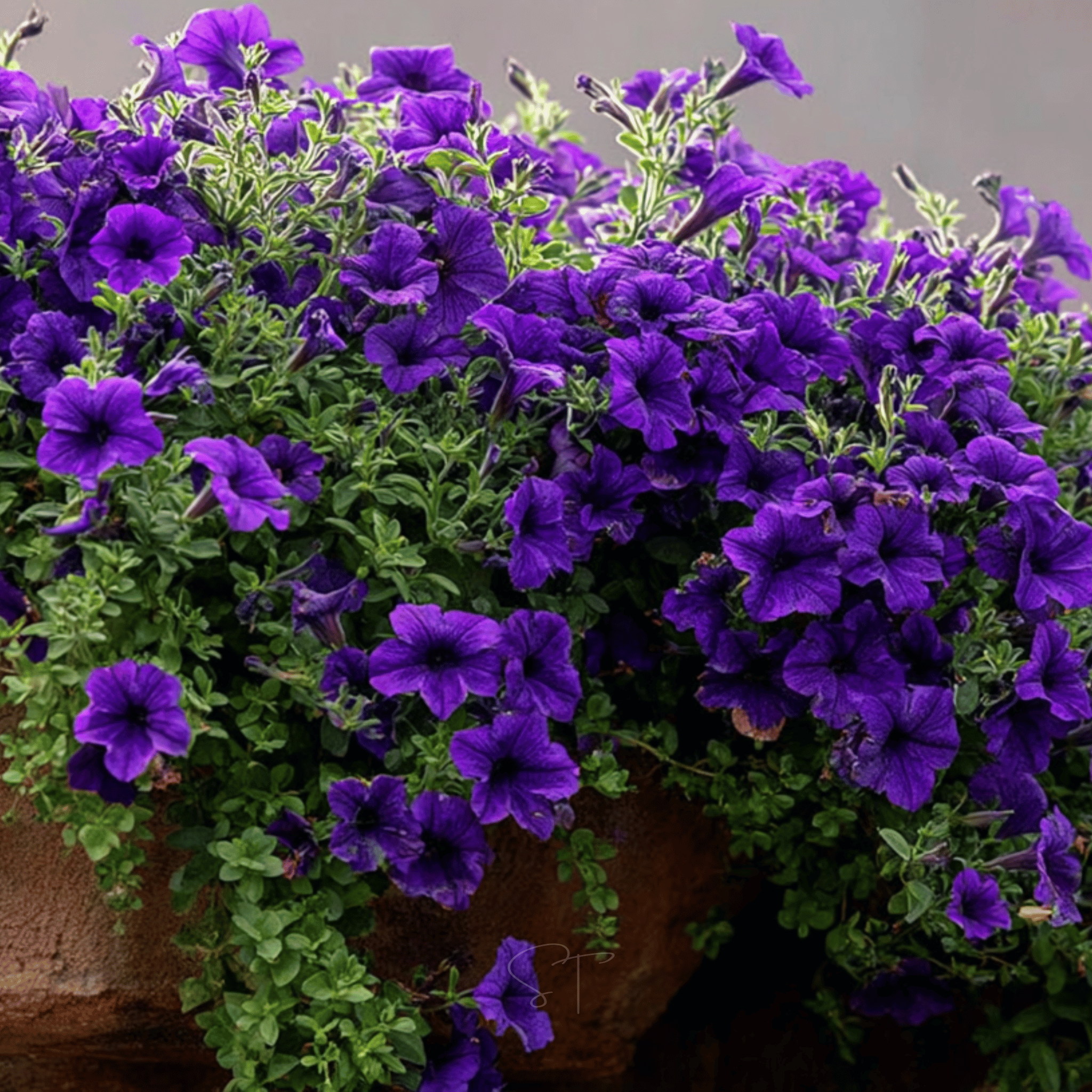 Alderman Blue Petunia – 100 Seeds seed packet from Seed Therapy – American - grown, heirloom seeds
