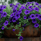 Alderman Blue Petunia – 100 Seeds seed packet from Seed Therapy – American - grown, heirloom seeds